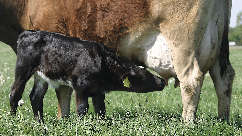 Fokkalveren die drie maanden bij de moeder lopen, drinken ongeveer 18 liter melk per dag