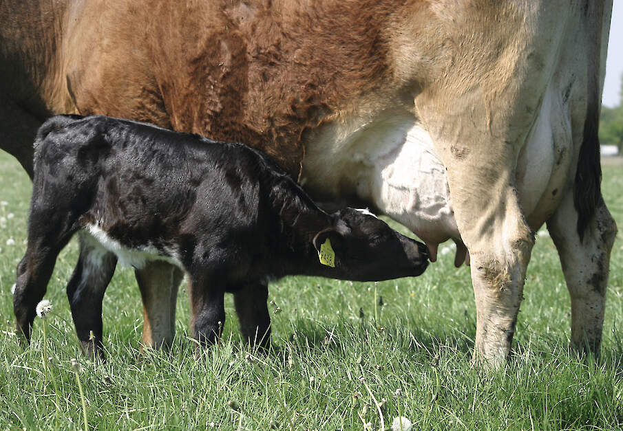 Fokkalveren die drie maanden bij de moeder lopen, drinken ongeveer 18 liter melk per dag