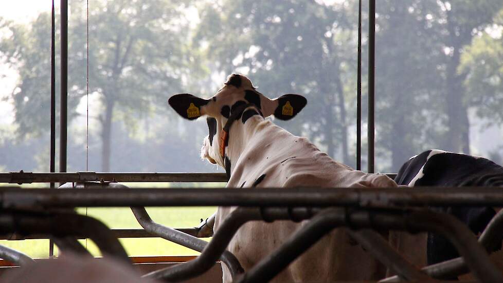 Melkkoeien in stal op melkveebedrijf