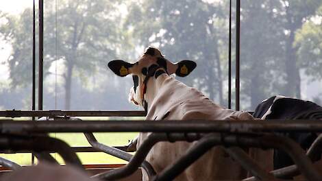 Melkkoeien in stal op melkveebedrijf