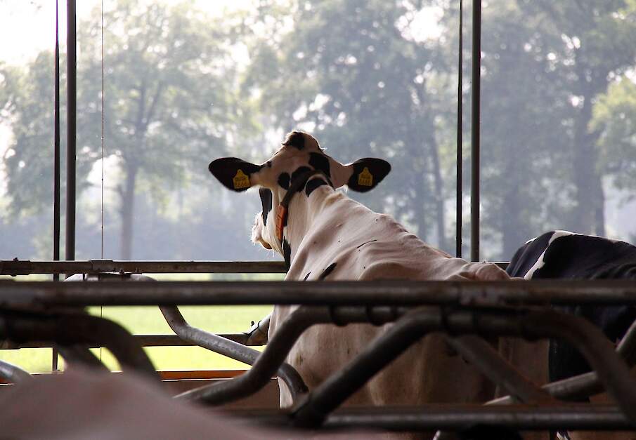 Melkkoeien in stal op melkveebedrijf