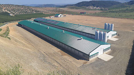 Vleeskuikenstallen in Spanje.