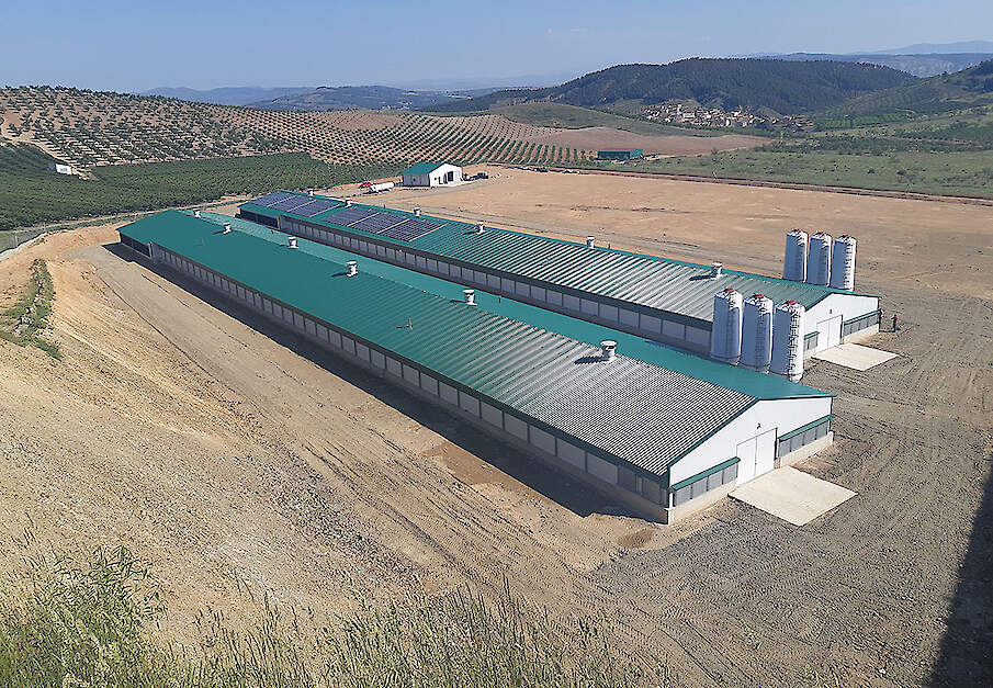 Vleeskuikenstallen in Spanje.