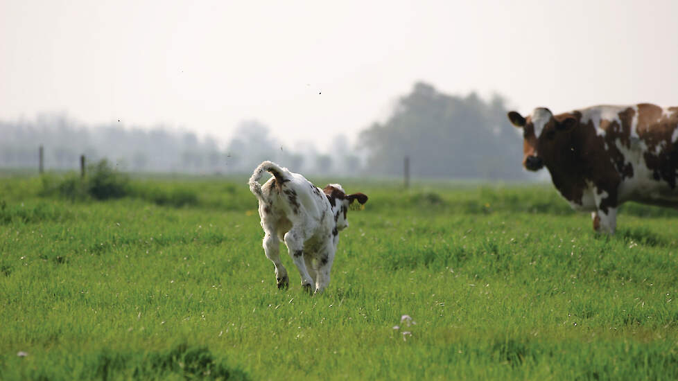 De voederwaarde van vers weidegras heeft een duidelijk maar variabel seizoensmatig verloop.