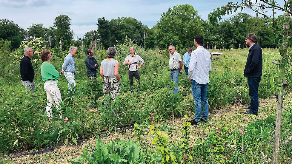 Pilot met kruidenteelt in agroforestry levert inzichten op over opbrengst, kwaliteit en verwerking.