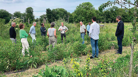 Pilot met kruidenteelt in agroforestry levert inzichten op over opbrengst, kwaliteit en verwerking.