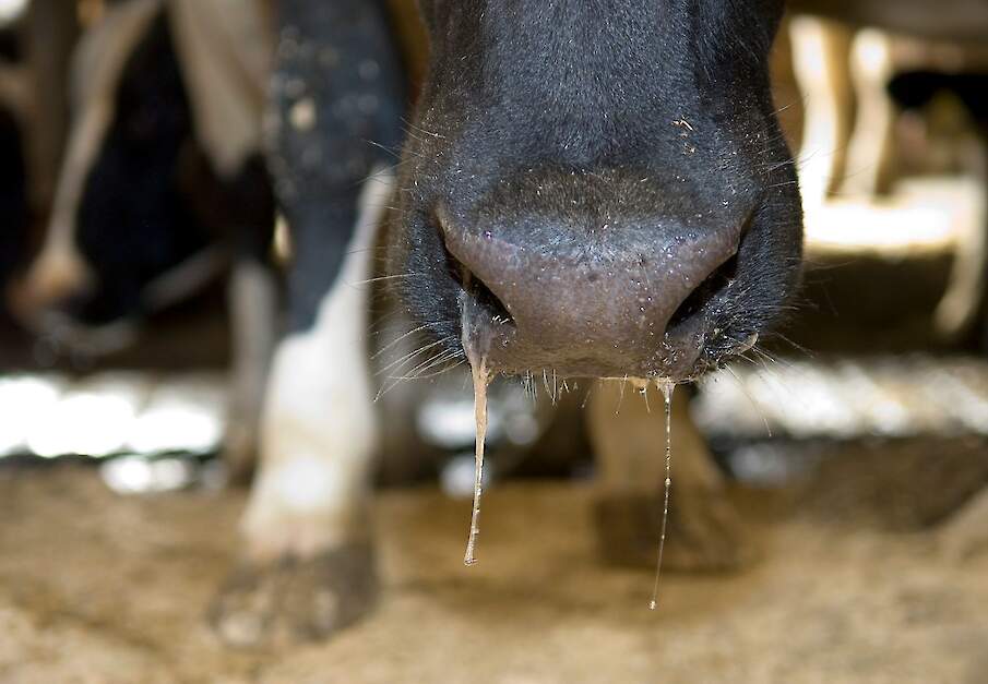 Zieke melkkoe met snot uit de neus