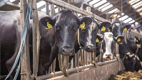 Melkveehouderij met stal in Brabant