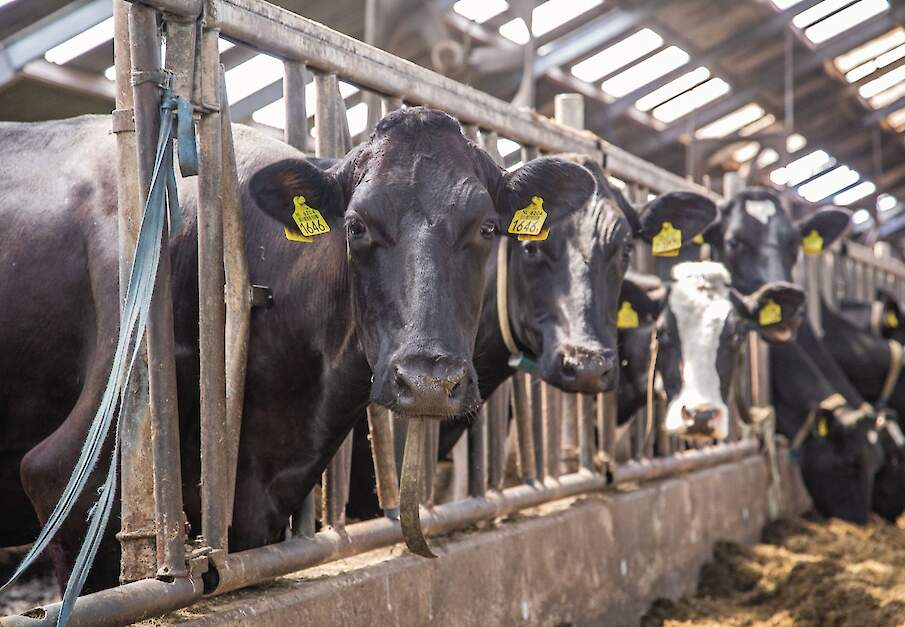 Melkveehouderij met stal in Brabant