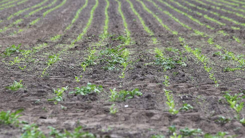 Beeld van onkruid in bieten.