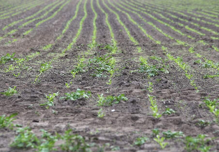 Beeld van onkruid in bieten.