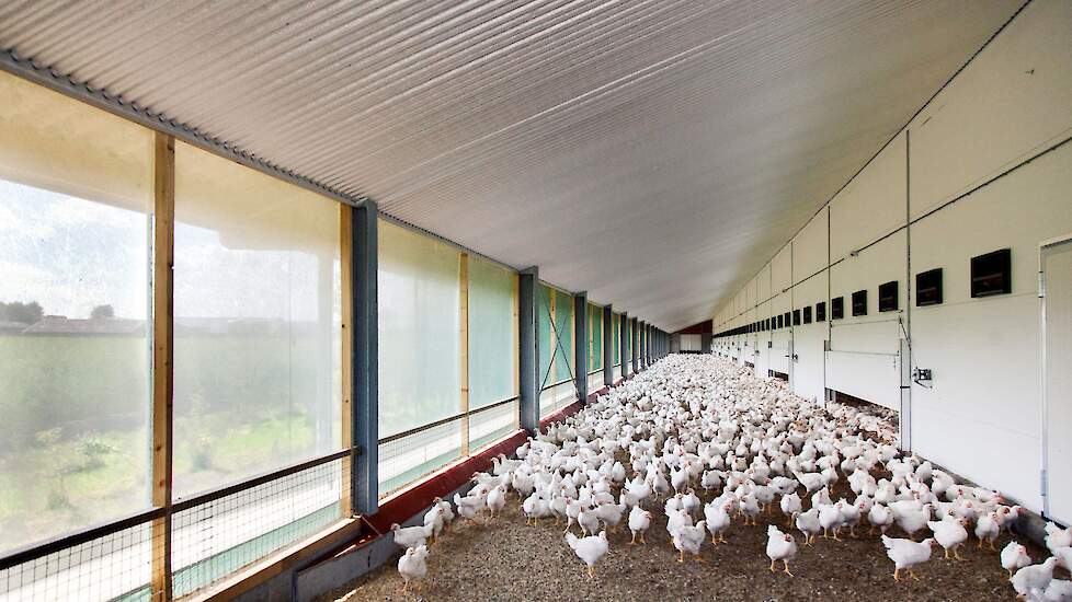 Een vleeskuikenbedrijf dat voor het 1 ster Beter Leven keurmerk produceert krijgt van de Rabobank meer duurzaamheidspunten dan een gangbare vleeskuikenhouder.