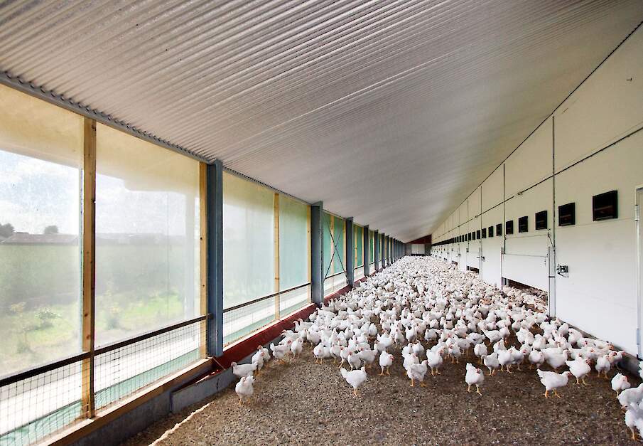 Een vleeskuikenbedrijf dat voor het 1 ster Beter Leven keurmerk produceert krijgt van de Rabobank meer duurzaamheidspunten dan een gangbare vleeskuikenhouder.