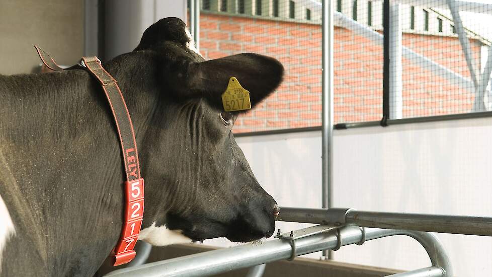 Een koe kijkt naar buiten door windbreekgaas