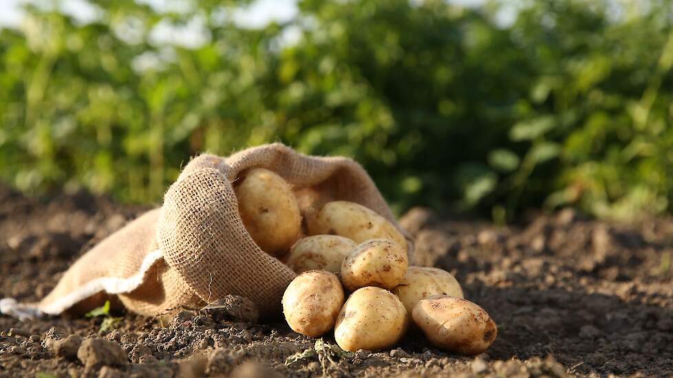 Aardappelen in zak