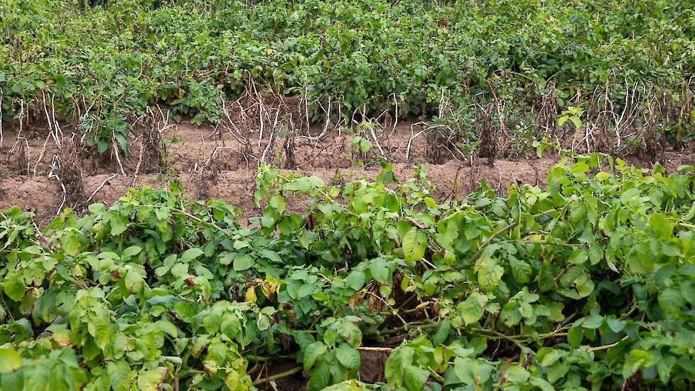 Archiefbeeld van schade van phytophthora op proefveld.