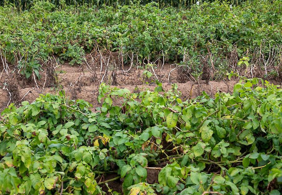 Archiefbeeld van schade van phytophthora op proefveld.
