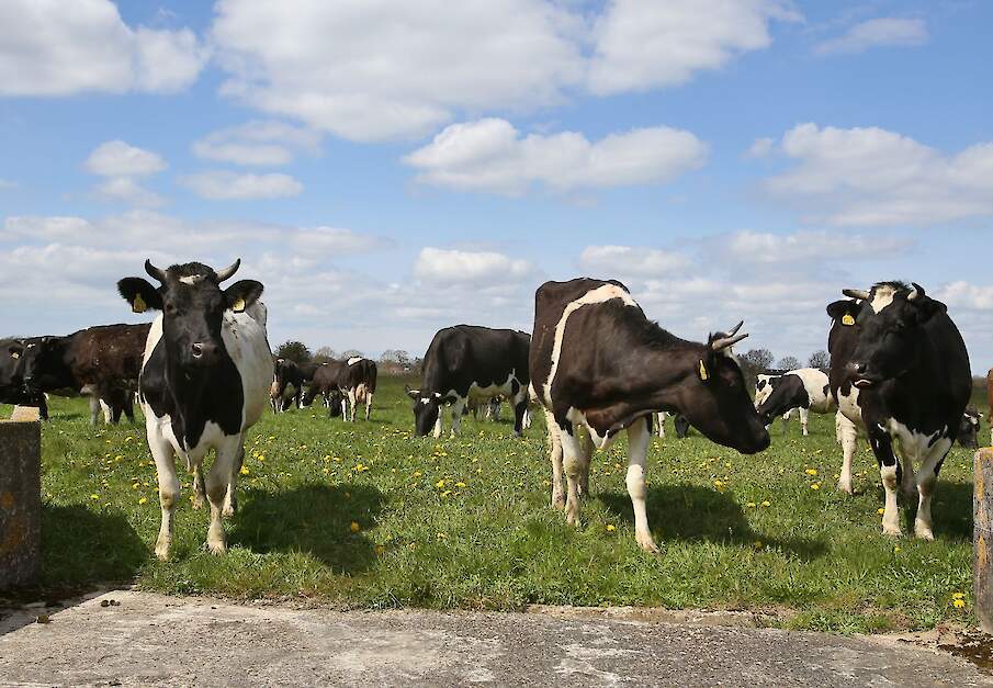 Melkkoeien in de wei bij biologisch melkbedrijf