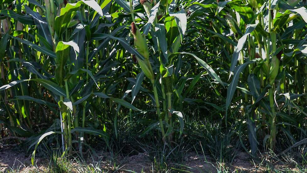 Beeld van een ander project van Propositie Heuvelland: onderzaai rietzwenkgras in mais ter voorkoming van waterafspoeling.