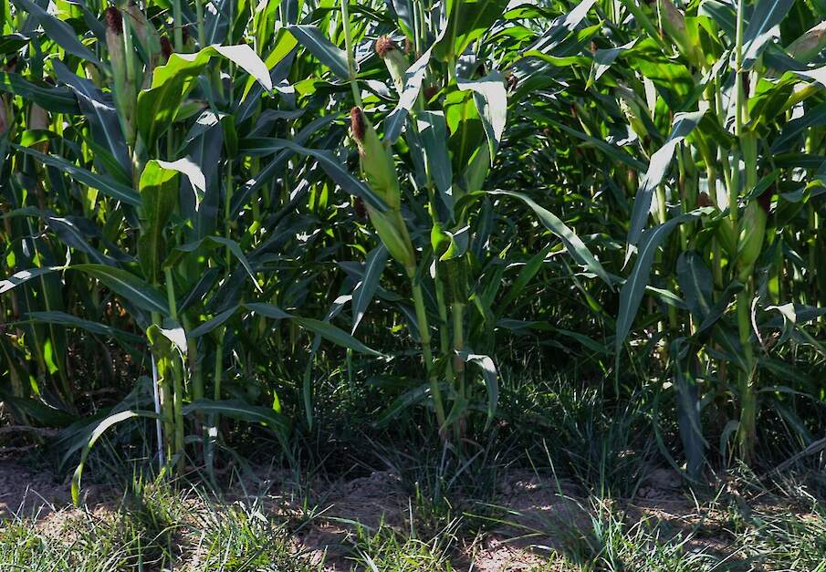 Beeld van een ander project van Propositie Heuvelland: onderzaai rietzwenkgras in mais ter voorkoming van waterafspoeling.