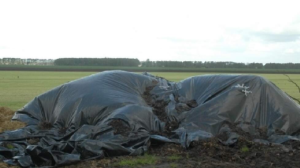 Beeld ter illustratie. Aardappelafvalhopen met uitgelopen planten zijn belangrijke potenti&euml;le infectiebronnen voor Phytophthora.