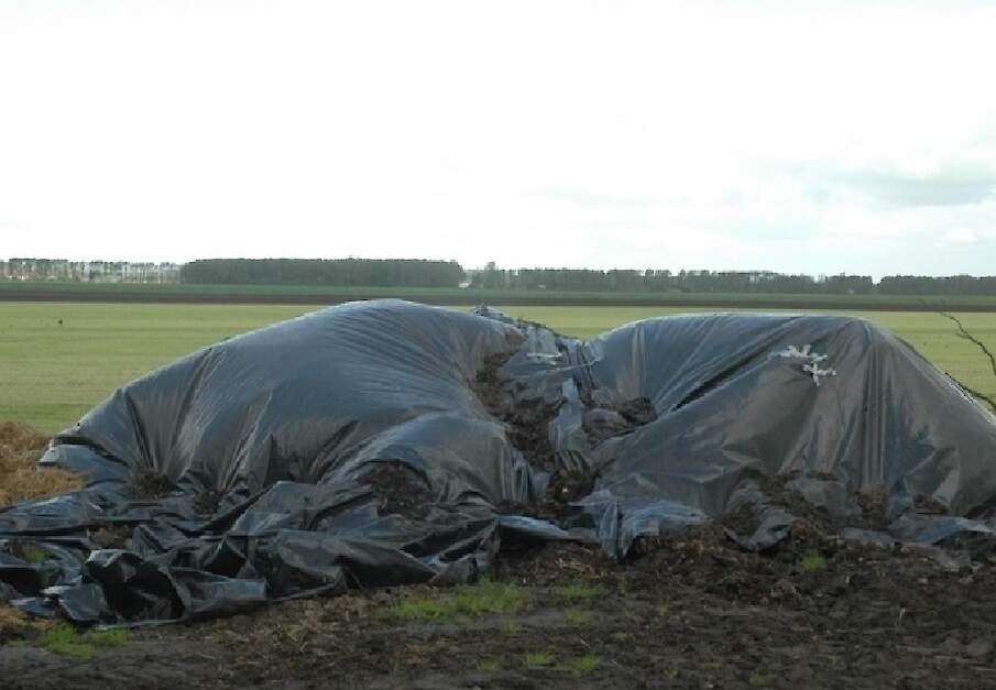 Beeld ter illustratie. Aardappelafvalhopen met uitgelopen planten zijn belangrijke potenti&euml;le infectiebronnen voor Phytophthora.