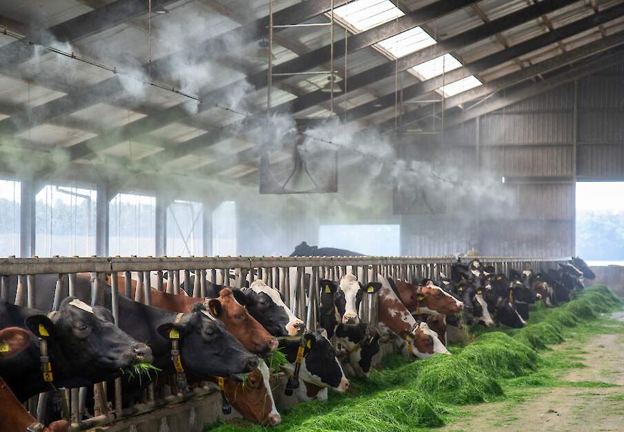Melkvee wordt in de stal gekoeld met nevel