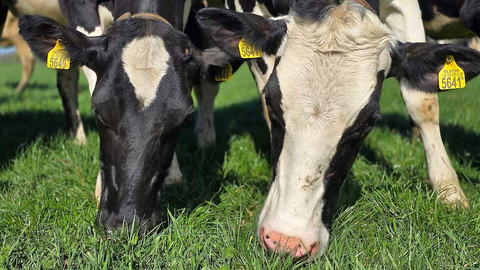 Koeien vreten kruidenrijk grasland