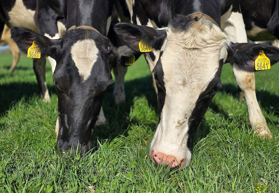 Koeien vreten kruidenrijk grasland