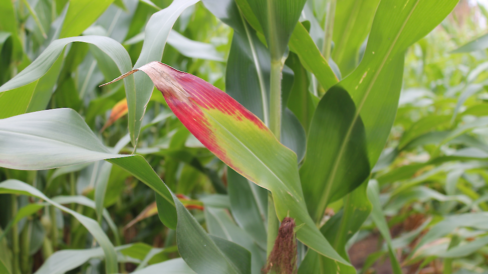 Maisperceel onder natte omstandigheden waarbij stress in het gewas zorgt voor verzwakking van de plant en verhoogde kans op schimmelvorming en mycotoxinen.