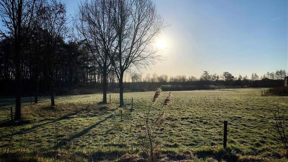 Foto van bosgrond