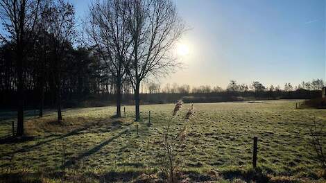 Foto van bosgrond