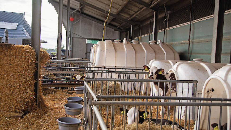 De minister werkt op dit moment aan de conceptversie van de AMvB Dierwaardige Veehouderij. Hierin staat onder meer dat kalveren vanaf een leeftijd van veertien dagen in groepsverband gehuisvest moeten worden.