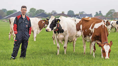 Melkveehouder Peter van Bree met zijn koeien in de wei