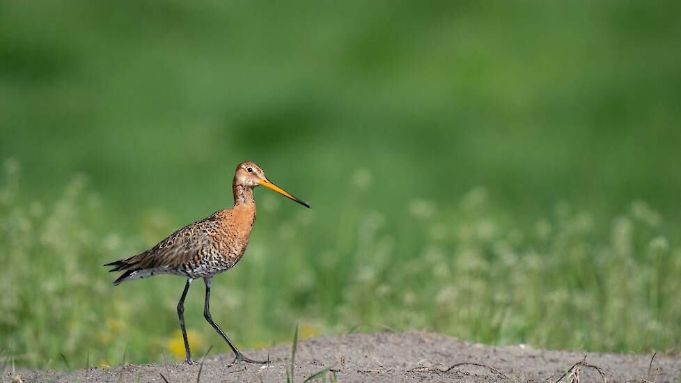 De grutto is toegevoegd aan 25 vogelrichtlijngebieden