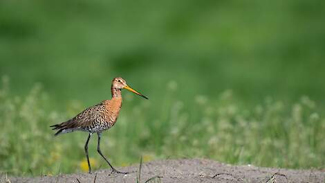 De grutto is toegevoegd aan 25 vogelrichtlijngebieden