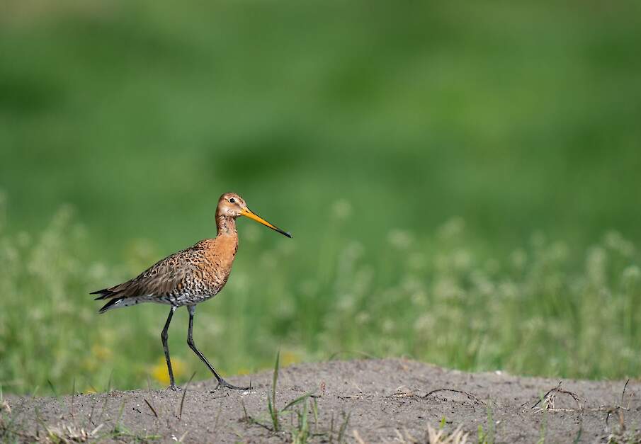 De grutto is toegevoegd aan 25 vogelrichtlijngebieden