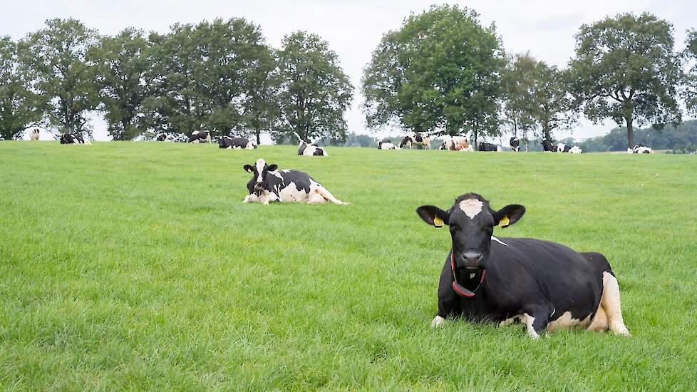 Landbouwgrond in gebruik bij melkveebedrijf