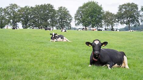 Landbouwgrond in gebruik bij melkveebedrijf