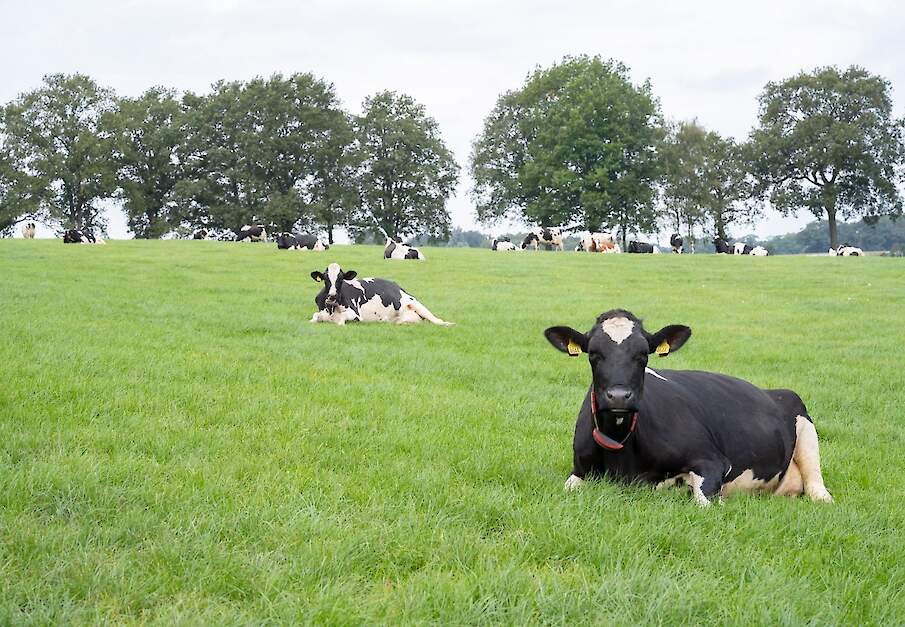 Landbouwgrond in gebruik bij melkveebedrijf