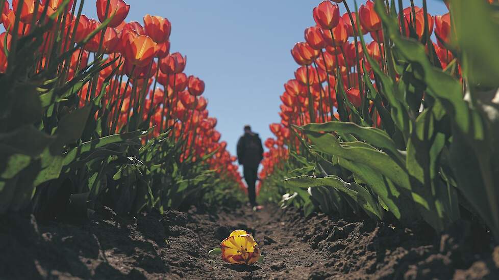 April en mei zijn jaarlijks hele drukke periodes voor tulpenkwekers.