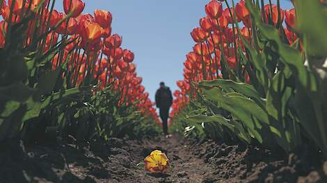 April en mei zijn jaarlijks hele drukke periodes voor tulpenkwekers.