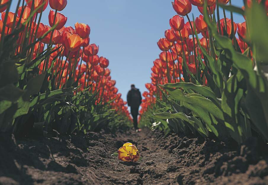 April en mei zijn jaarlijks hele drukke periodes voor tulpenkwekers.