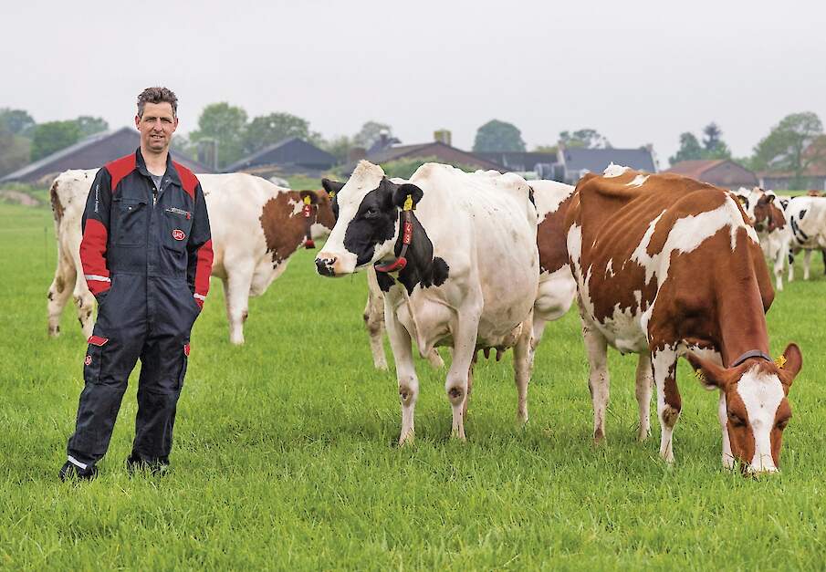Melkveehouder Peter van Bree met zijn koeien in de wei