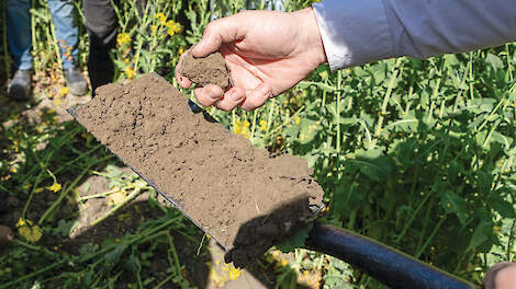 Koolzaad levert een geweldige structuur op voor het volgende gewas.