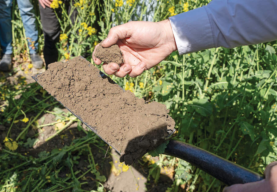 Koolzaad levert een geweldige structuur op voor het volgende gewas.