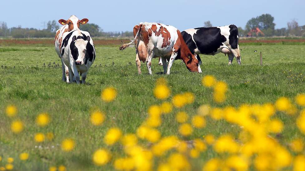 Melkveehouderij met melkkoeien en grasland