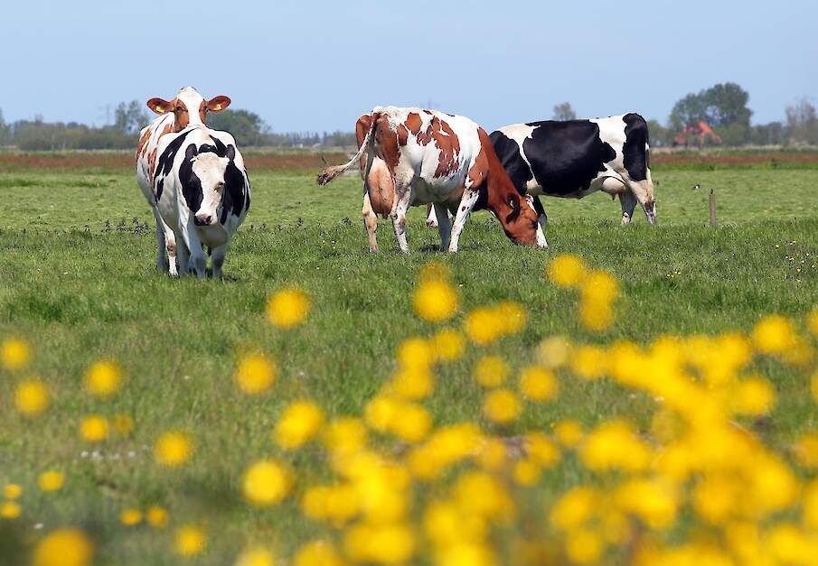 Melkveehouderij met melkkoeien en grasland