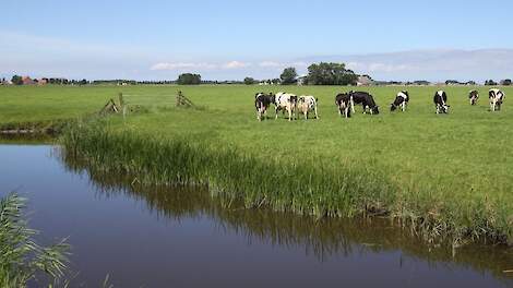 Melkkoeien op Fries melkveebedrijf onderzocht op vogelgriep.