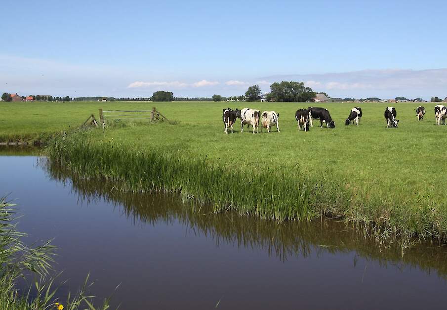 Melkkoeien op Fries melkveebedrijf onderzocht op vogelgriep.